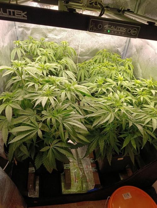 Gelonage, Green Poisson. Week 6