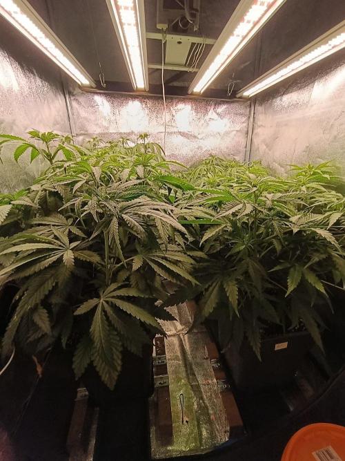 Gelonage, Green Poisson. Week 6