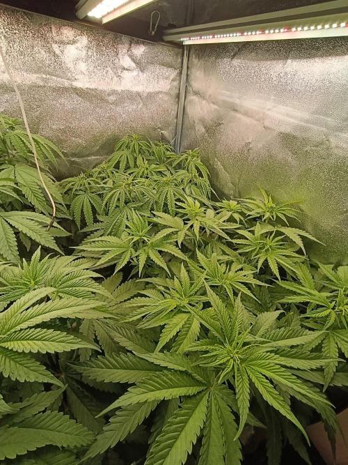 Gelonage, Green Poisson. Week 6