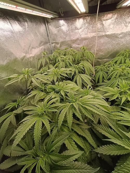 Gelonage, Green Poisson. Week 6