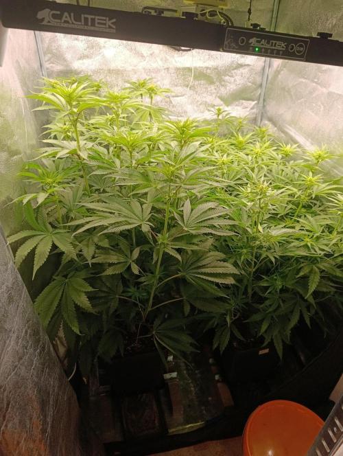 Gelonage, Green Poisson. Week 7