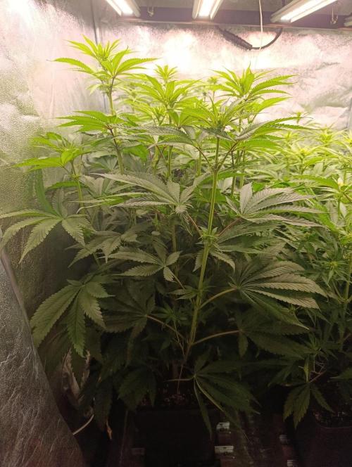 Gelonage, Green Poisson. Week 7