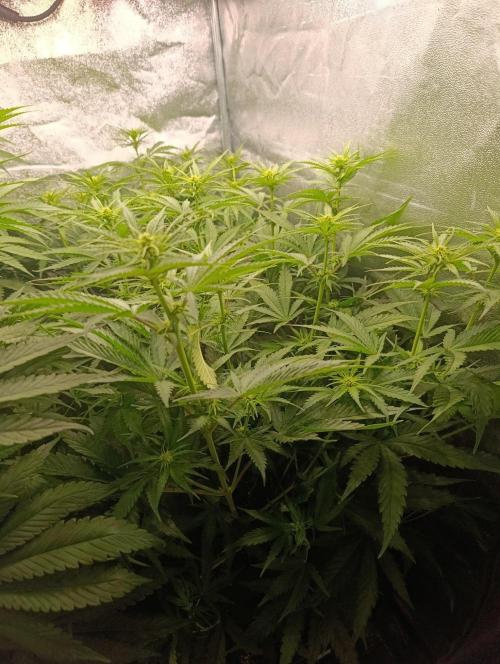 Gelonage, Green Poisson. Week 7