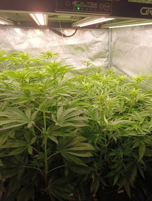 Gelonage, Green Poisson. Week 7