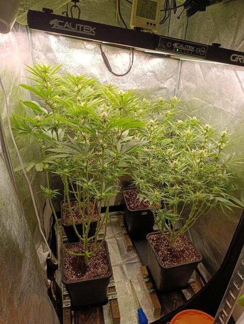 Gelonage, Green Poisson. Week 8