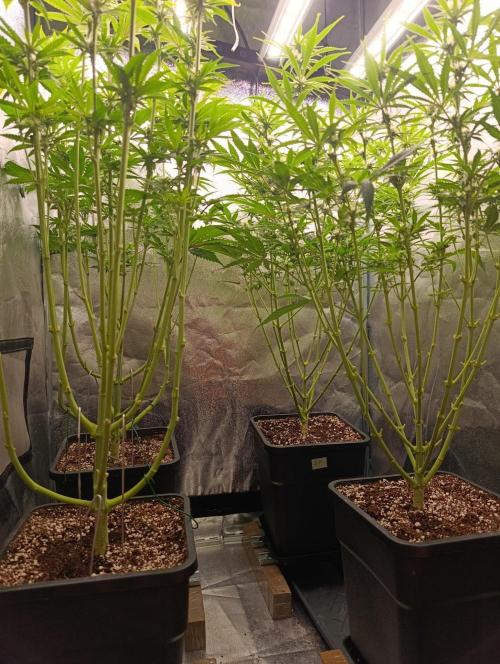 Gelonage, Green Poisson. Week 8