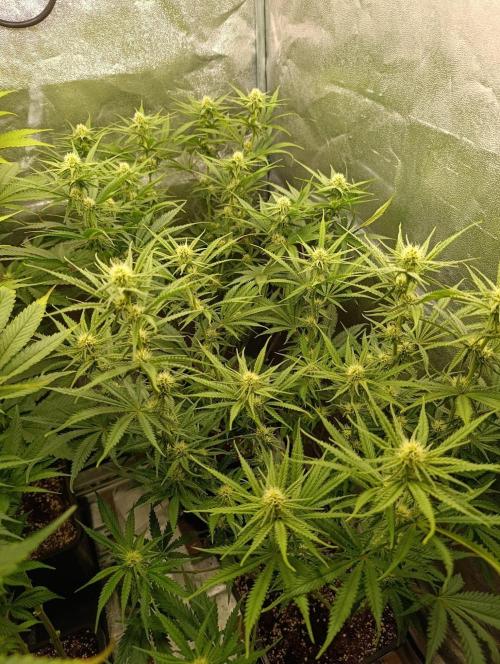 Gelonage, Green Poisson. Week 8