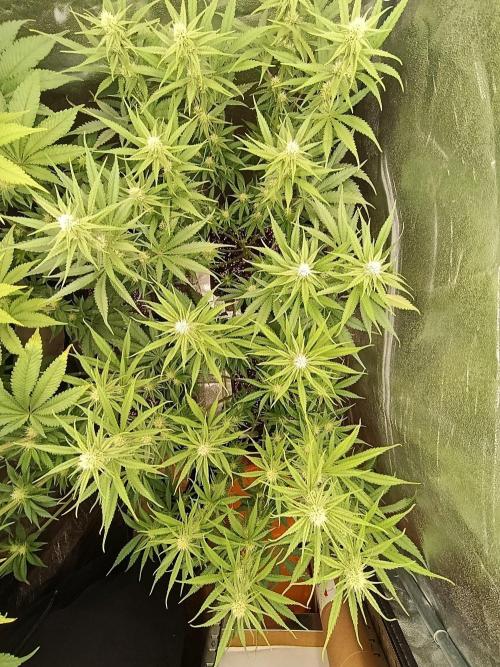 Gelonage, Green Poisson. Week 8