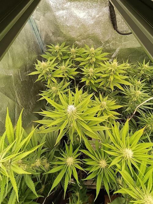 Gelonage, Green Poisson. Week 8