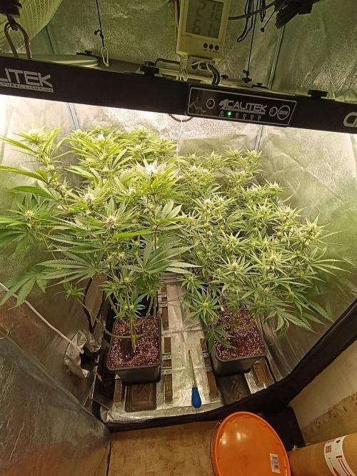 Gelonage, Green Poisson. Week 8
