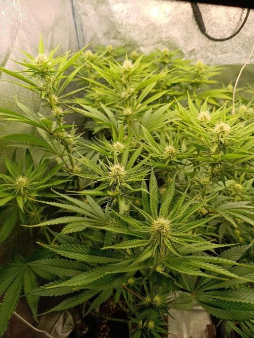 Gelonage, Green Poisson. Week 8