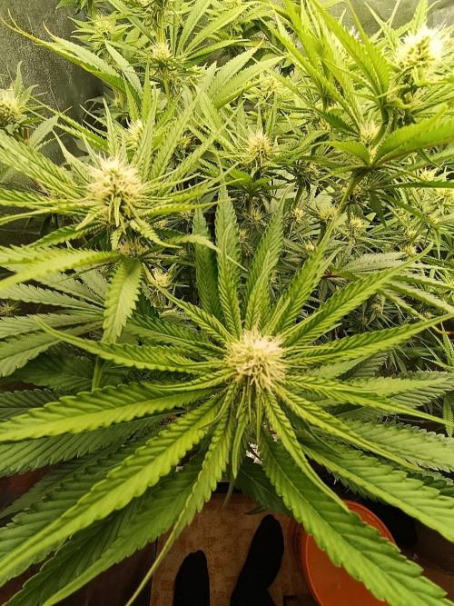 Gelonage, Green Poisson. Week 8