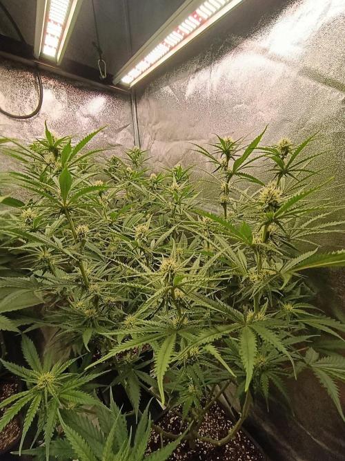 Gelonage, Green Poisson. Week 8