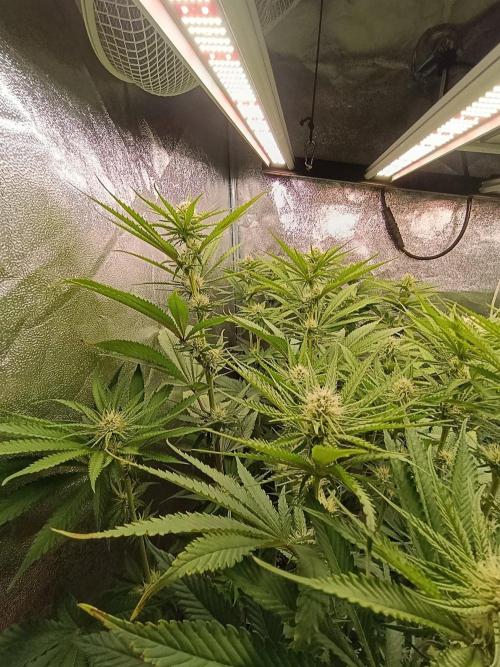 Gelonage, Green Poisson. Week 8