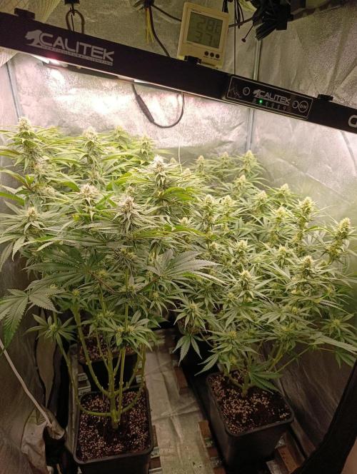 Gelonage, Green Poisson. Week 9