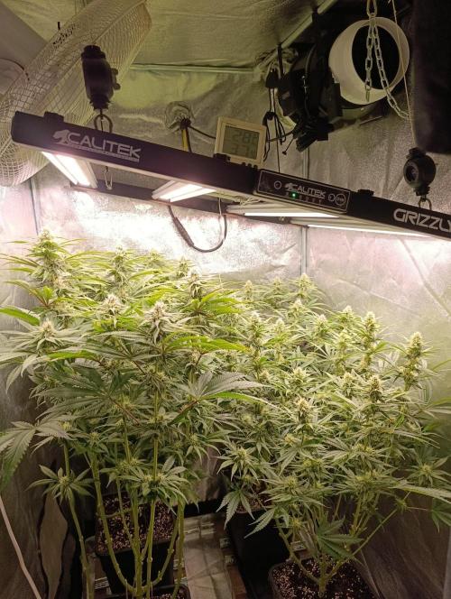 Gelonage, Green Poisson. Week 9