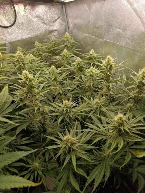 Gelonage, Green Poisson. Week 9