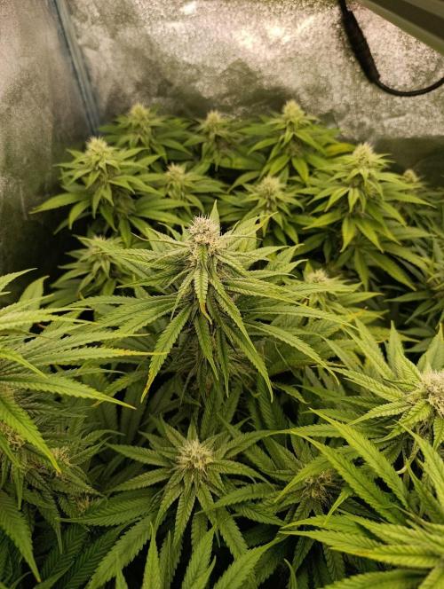 Gelonage, Green Poisson. Week 9