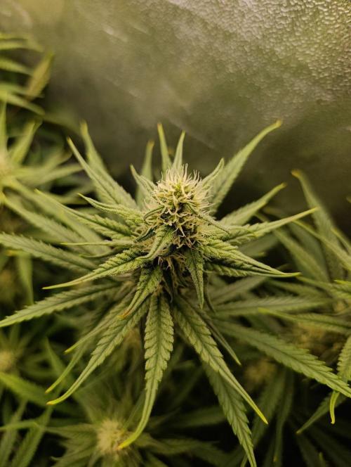 Gelonage, Green Poisson. Week 9