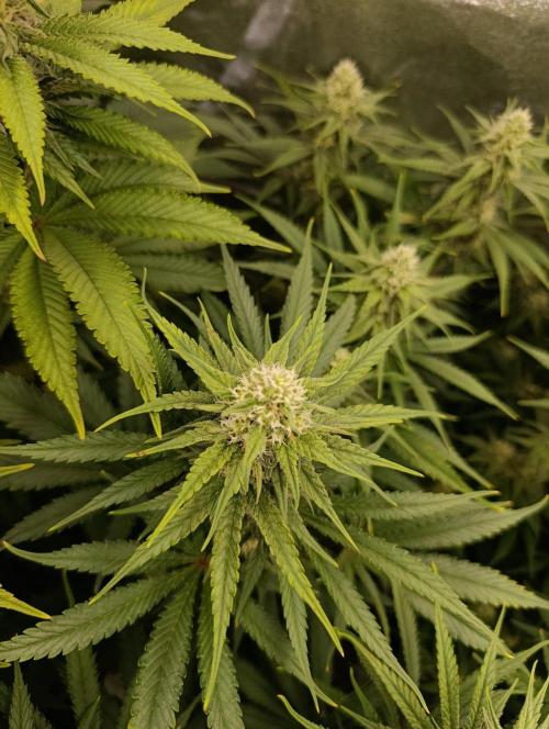 Gelonage, Green Poisson. Week 9