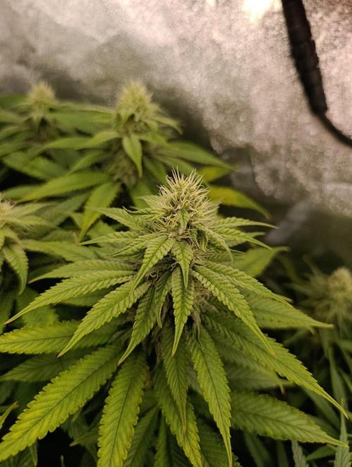 Gelonage, Green Poisson. Week 9