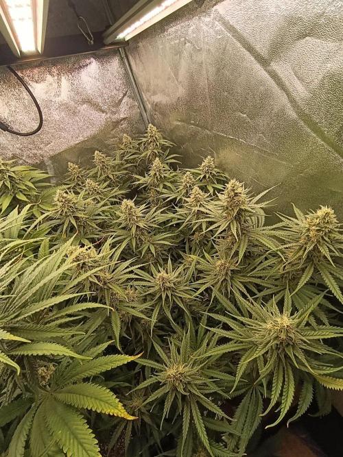 Gelonage, Green Poisson. Week 10