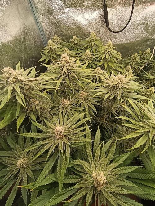 Gelonage, Green Poisson. Week 10