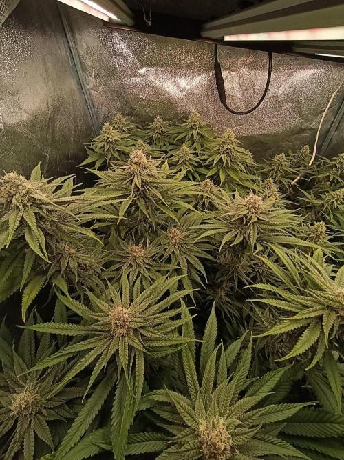 Gelonage, Green Poisson. Week 10