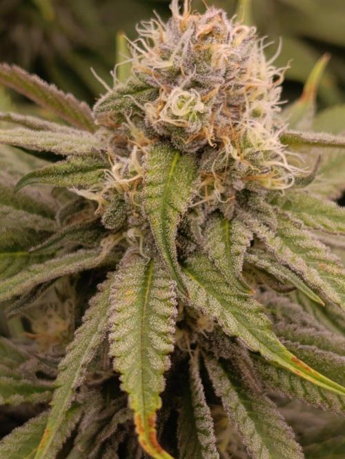 Gelonage, Green Poisson. Week 10