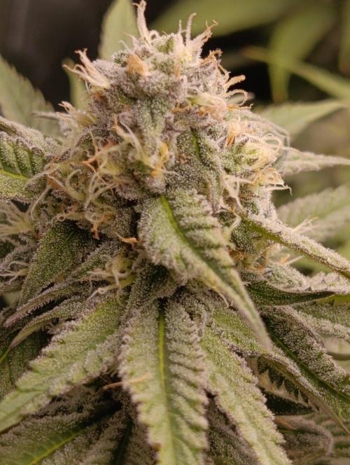 Gelonage, Green Poisson. Week 10