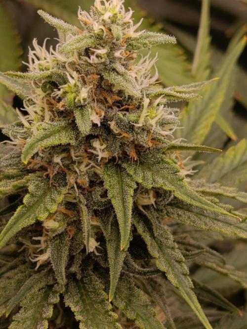 Gelonage, Green Poisson. Week 10