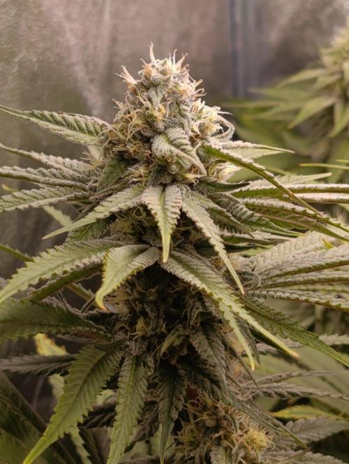 Gelonage, Green Poisson. Week 10