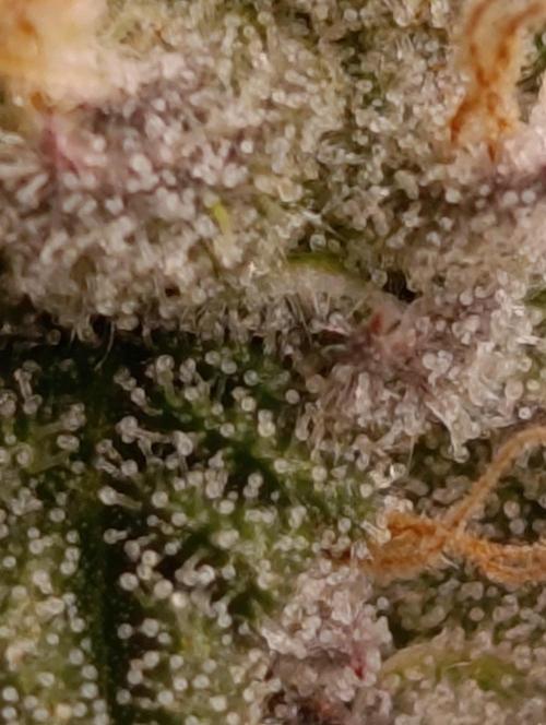 Gelonage, Green Poisson. Week 10