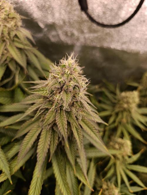 Gelonage, Green Poisson. Week 12