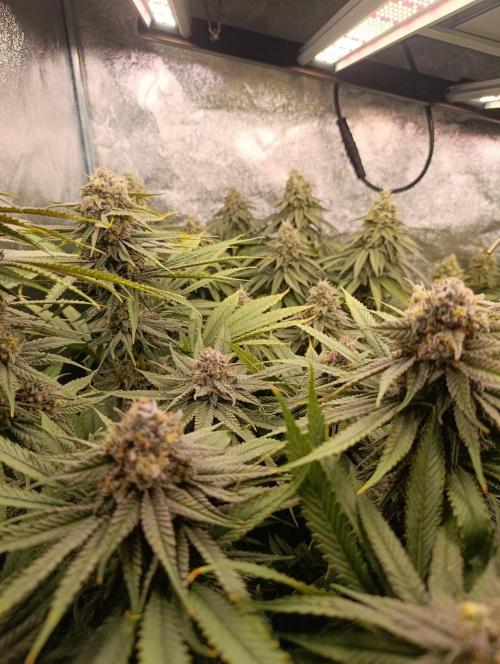 Gelonage, Green Poisson. Week 12
