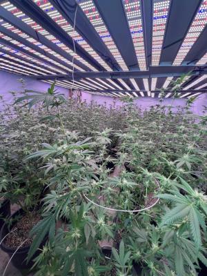 Comment by jobdone1 photo #1