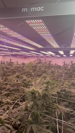 Comment by jobdone1 photo #1