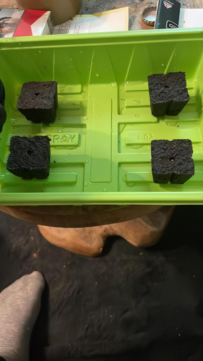 Anesia seeds grow. Week 0 - 07.10