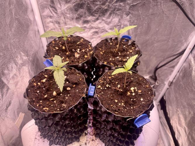 Anesia seeds grow. Week 1 - 17.10