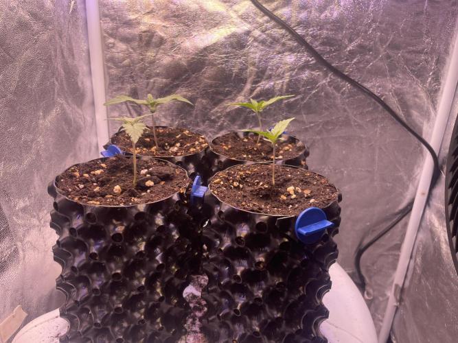 Anesia seeds grow. Week 1 - 17.10