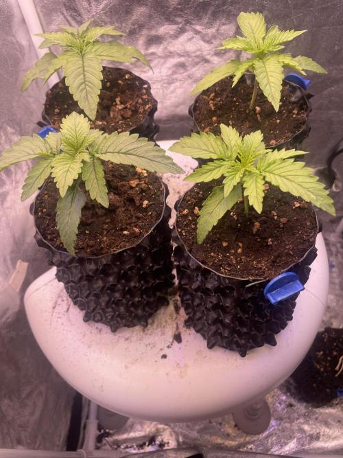 Anesia seeds grow. Week 1 - 21.10
