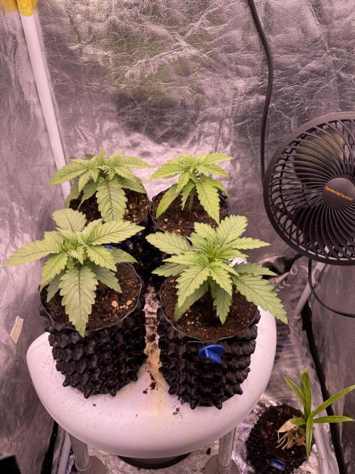 Anesia seeds grow. Week 1 - 23.10