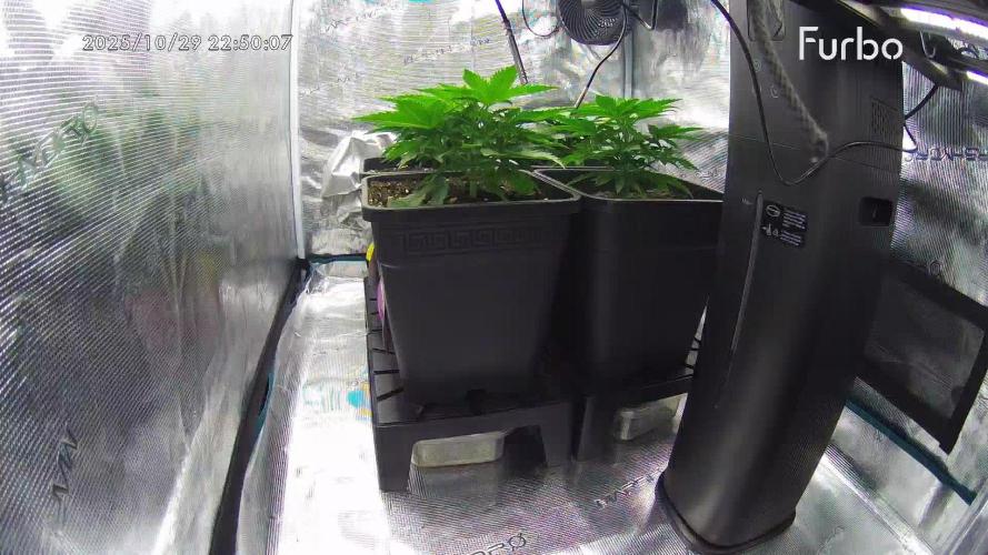 Anesia seeds grow. Week 2 - 29.10