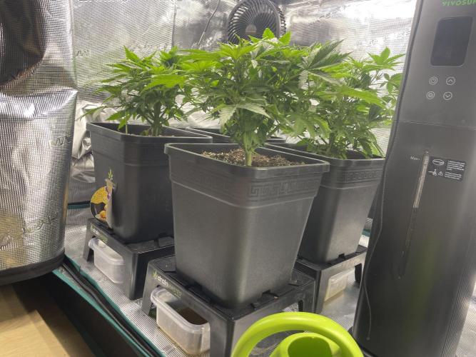 Anesia seeds grow. Week 3 - 6.11