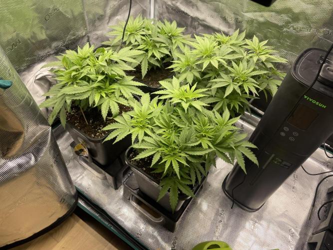 Anesia seeds grow. Week 3 - 6.11