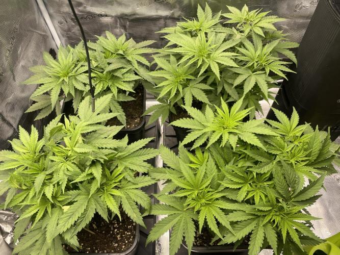 Anesia seeds grow. Week 3 - 6.11