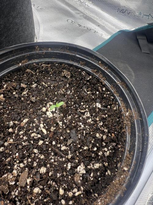 Mixed 4 pack. Week 0