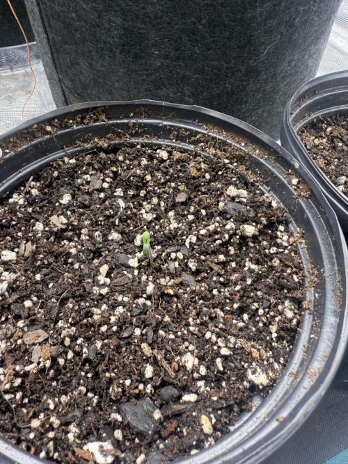 Mixed 4 pack. Week 0