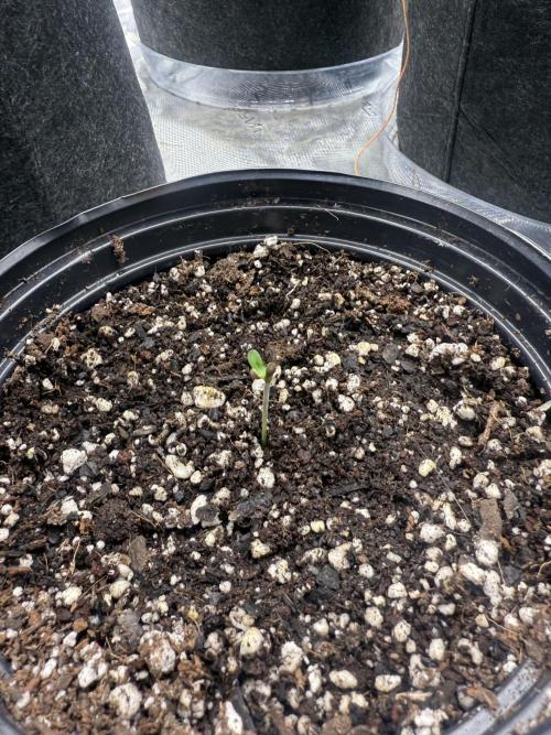 Mixed 4 pack. Week 0