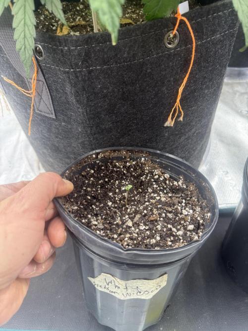 Mixed 4 pack. Week 0